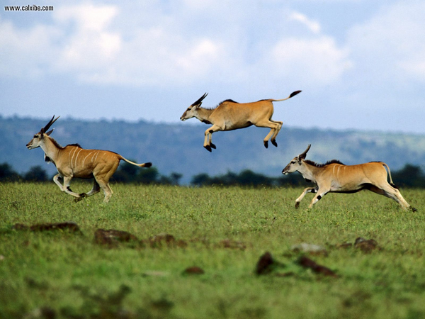 Jumping-Contest-Cape-Eland-Kenya-FlightCenter.png