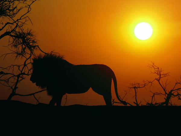 Silhouette-African-Lion-FlightCenter.png