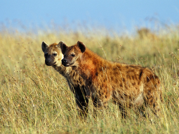 Spotted-Hyenas-Masai-Mara-Kenya-FlightCenter.png