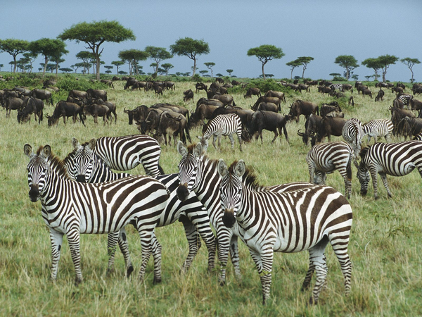 kenya-forest-zebras-FlightCenter.png