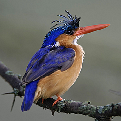 Malachite-Kingfisher-Lake-Nakuru-National-Park-Kenya-FlightCenter