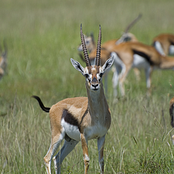 Thompson's-gazelles-Masai-Mara-Kenya-FlightCenter