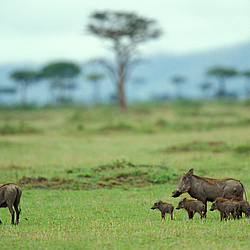 Warthog-Family-Masai-Mara-Kenya-FlightCenter