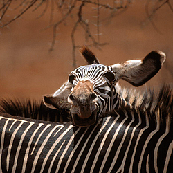 Zebras-Kenya-Africa-FlightCenter