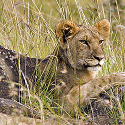 male-lion-cub-masai-mara-kenya-africa-FlightCenter
