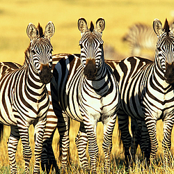 masai-mara-kenya-three-zebras-FlightCenter