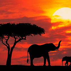 mother-and-baby-silhouetted-at-sunrise-kenya-FlightCenter