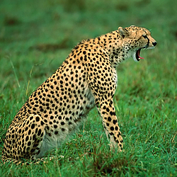 sleepy-cheetah-kenya-africa-FlightCenter