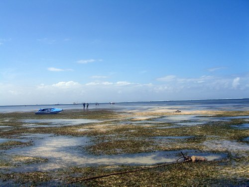 mombasa-beach-reef-tide-out